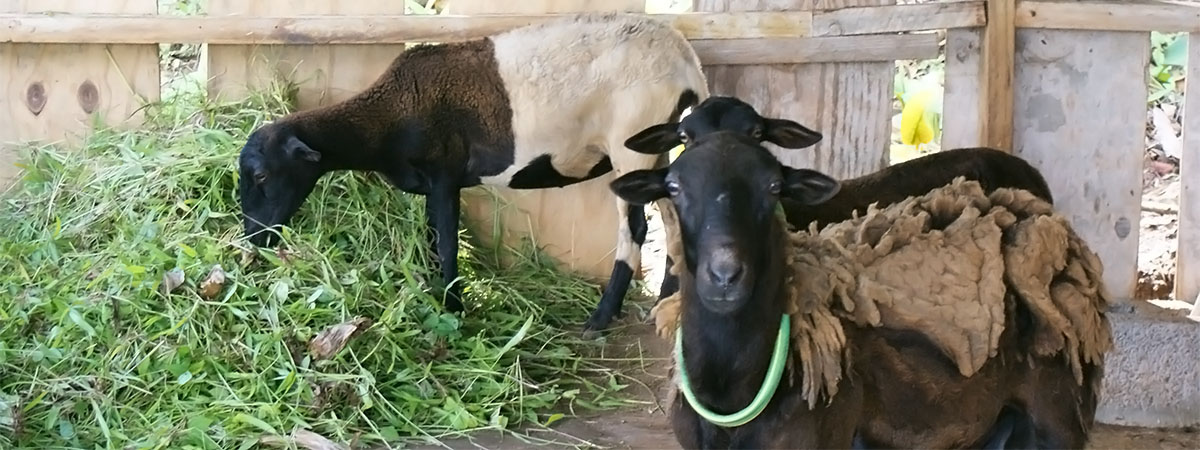 sheep